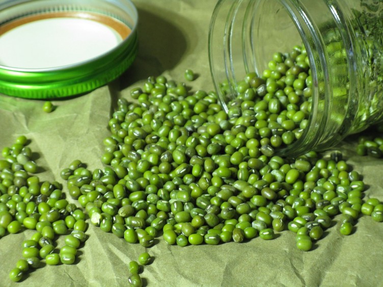 Mung beans seeds for sprouting