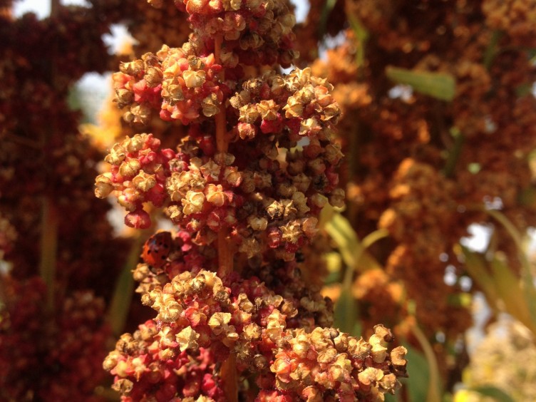 Cherry Vanilla quinoa flowers