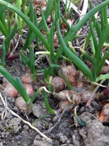 walking onions sprouting