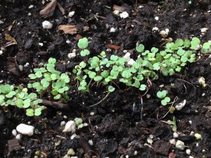 arugula seedling sprouts