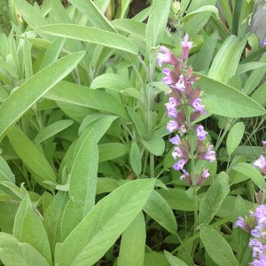 common sage with flowers