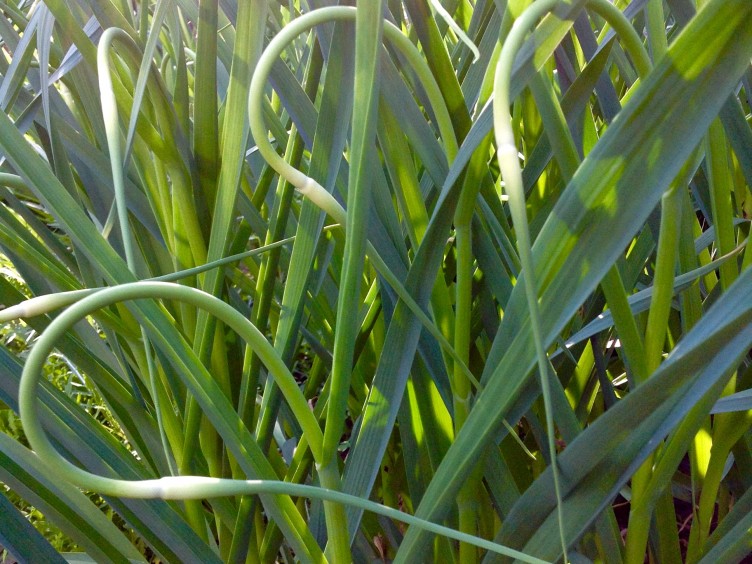 garlic scapes growing