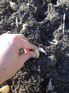 pushing garlic cloves into the soil