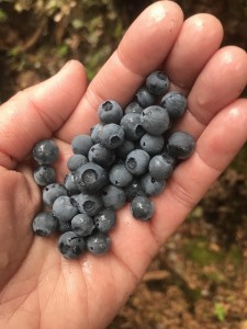 sunshine coast trail blueberries