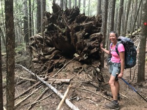 Sunshine Coast Trail tree trunk