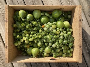 green tomatoes in a box
